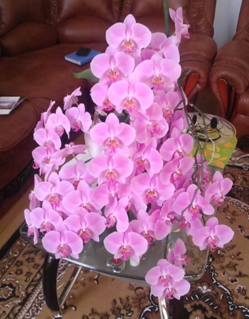 почему не цветет орхидея в домашних условиях