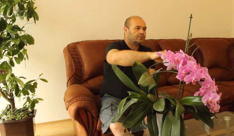 как заставить цвести орхидею в домашних условиях