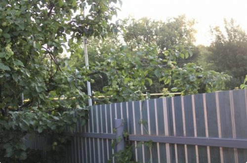 Соседка отказывается пилить свисающие ветки яблони и вишни через наш забор: как решил проблему