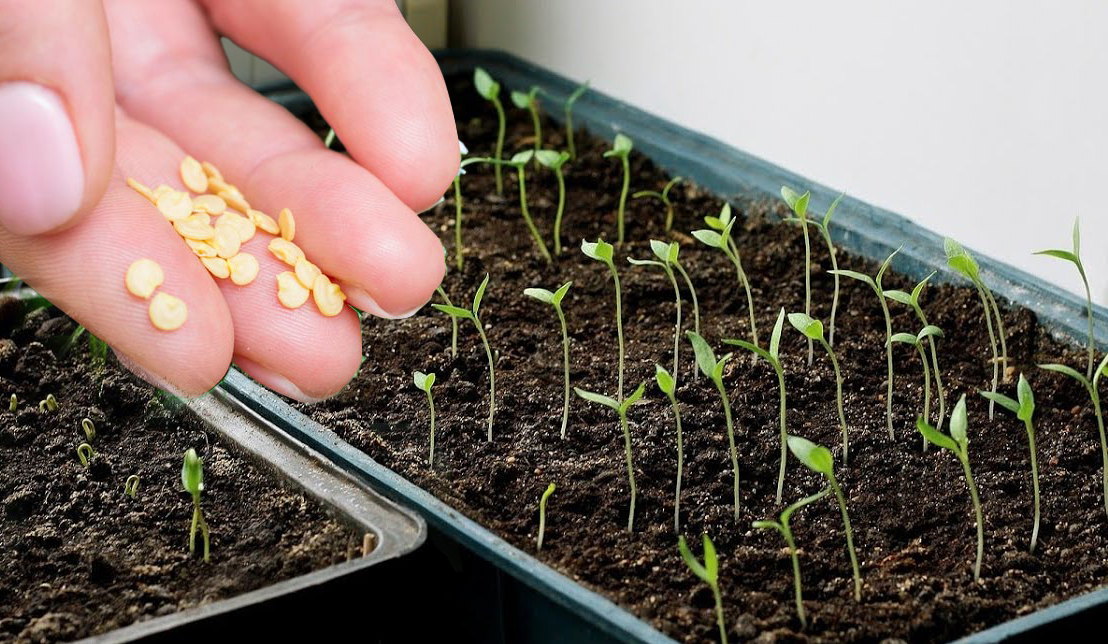 Рассада грунт семена. Рассада бархатцев вытянулась. Прорастание семян дихондры. Через сколько всходят семена перца. Через сколько всходят семена помидор на подоконнике.