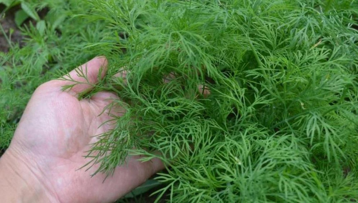 Укроп кустистый. Укроп белеет почему. Укроп белеет почему. Укроп белеет почему. Молодой укроп желтеет фото что делать.