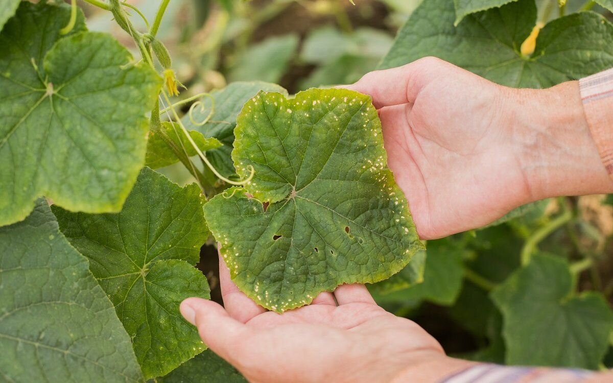 Желтеют листья у огурцов народные средства. Хлороз у клематиса. Чтобы листья огурцов не желтели. Желтеют листья огурцов в открытом грунте причины. Желтеют листья у огурцов народные средства.